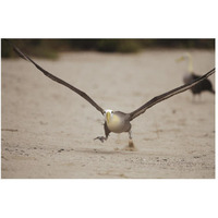 Waved Albatross using beach as runway for takeoff, Galapagos Islands, Ecuador-Paper Art-50"x34"