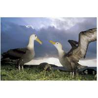 Waved Albatross courtship dance, Galapagos Islands, Ecuador-Paper Art-50"x34"