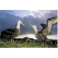 Waved Albatross courtship dance, Galapagos Islands, Ecuador-Paper Art-62"x42"