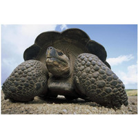 Galapagos Giant Tortoise on caldera rim, Alcedo Volcano, Galapagos Islands-Paper Art-20"x14"