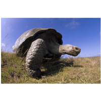 Galapagos Giant Tortoise on caldera rim, Alcedo Volcano, Galapagos Islands-Paper Art-20"x14"