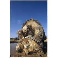 Galapagos Giant Tortoise mating, Alcedo Volcano, Galapagos Islands, Ecuador-Paper Art-18&quotx26"