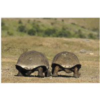 Galapagos Giant Tortoises departing, Alcedo Volcano, Galapagos Islands-Paper Art-38&quotx26"