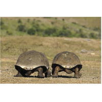 Galapagos Giant Tortoises departing, Alcedo Volcano, Galapagos Islands-Paper Art-62"x42"