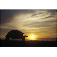 Galapagos Giant Tortoise at sunrise on caldera rim, Alcedo Volcano, Galapagos-Paper Art-20"x14"