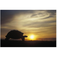 Galapagos Giant Tortoise at sunrise on caldera rim, Alcedo Volcano, Galapagos-Paper Art-50"x34"