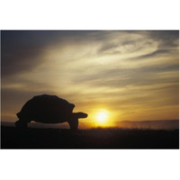 Galapagos Giant Tortoise at sunrise on caldera rim, Alcedo Volcano, Galapagos-Paper Art-62"x42"