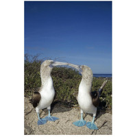 Blue-footed Booby pair in courtship dance, Galapagos Islands, Ecuador-Paper Art-18"x26"