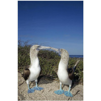 Blue-footed Booby pair in courtship dance, Galapagos Islands, Ecuador-Paper Art-26&quotx38"