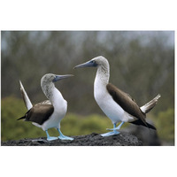 Blue-footed Booby pair in courtship dance, Galapagos Islands, Ecuador-Paper Art-50"x34"