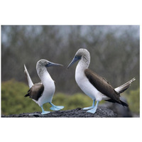 Blue-footed Booby pair in courtship dance, Galapagos Islands, Ecuador-Paper Art-26"x18"