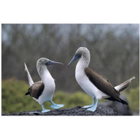 Blue-footed Booby pair in courtship dance, Galapagos Islands, Ecuador-Paper Art-38"x26"