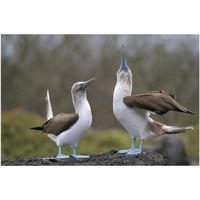 Blue-footed Booby pair in courtship dance, Galapagos Islands, Ecuador-Paper Art-38"x26"