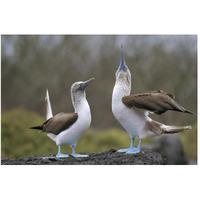 Blue-footed Booby pair in courtship dance, Galapagos Islands, Ecuador-Paper Art-50"x34"