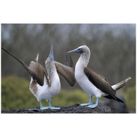 Blue-footed Booby pair in courtship dance, Galapagos Islands, Ecuador-Paper Art-32&quotx22"