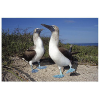 Blue-footed Booby pair in courtship dance, Galapagos Islands, Ecuador-Paper Art-32&quotx22"