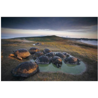 Galapagos Giant Tortoise in wallow on caldera rim, Alcedo Volcano, Galapagos-Paper Art-20"x14"