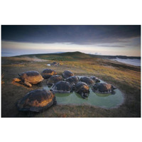 Galapagos Giant Tortoise in wallow on caldera rim, Alcedo Volcano, Galapagos-Paper Art-32"x22"