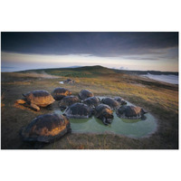 Galapagos Giant Tortoise in wallow on caldera rim, Alcedo Volcano, Galapagos-Paper Art-50"x34"