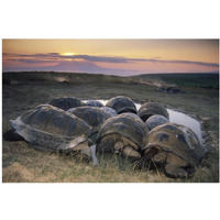 Galapagos Giant Tortoise in wallow on caldera rim, Alcedo Volcano, Galapagos-Paper Art-20"x14"