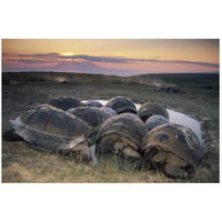 Galapagos Giant Tortoise in wallow on caldera rim, Alcedo Volcano, Galapagos-Paper Art-26"x18"