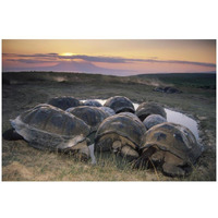 Galapagos Giant Tortoise in wallow on caldera rim, Alcedo Volcano, Galapagos-Paper Art-32"x22"