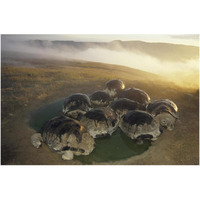 Galapagos Giant Tortoise in wallow on caldera rim, Alcedo Volcano, Galapagos-Paper Art-38&quotx26"