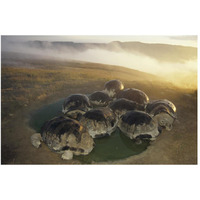 Galapagos Giant Tortoise in wallow on caldera rim, Alcedo Volcano, Galapagos-Paper Art-50"x34"