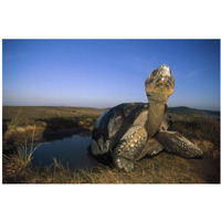 Galapagos Giant Tortoise in wallow on caldera rim, Alcedo Volcano, Galapagos-Paper Art-20"x14"