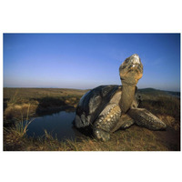 Galapagos Giant Tortoise in wallow on caldera rim, Alcedo Volcano, Galapagos-Paper Art-32&quotx22"