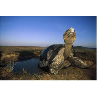 Galapagos Giant Tortoise in wallow on caldera rim, Alcedo Volcano, Galapagos-Paper Art-62"x42"