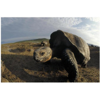 Galapagos Giant Tortoises on caldera rim, Alcedo Volcano, Galapagos Islands-Paper Art-20"x14"