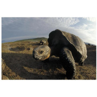 Galapagos Giant Tortoises on caldera rim, Alcedo Volcano, Galapagos Islands-Paper Art-32"x22"