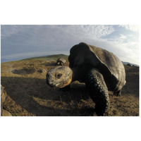 Galapagos Giant Tortoises on caldera rim, Alcedo Volcano, Galapagos Islands-Paper Art-50"x34"