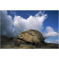 Galapagos Giant Tortoises on caldera rim, Alcedo Volcano, Galapagos Islands-Paper Art-20"x14"