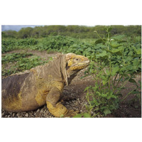 Galapagos Land Iguana male, Galapagos Islands, Ecuador-Paper Art-20"x14"