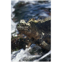 Marine Iguana at low tide, Punta Espinosa, Galapagos Islands, Ecuador-Paper Art-18"x26"