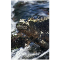 Marine Iguana at low tide, Punta Espinosa, Galapagos Islands, Ecuador-Paper Art-22&quotx32"