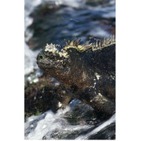 Marine Iguana at low tide, Punta Espinosa, Galapagos Islands, Ecuador-Paper Art-42"x62"