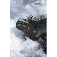 Marine Iguana in surf, Punta Espinosa, Galapagos Islands, Ecuador-Paper Art-14&quotx20"