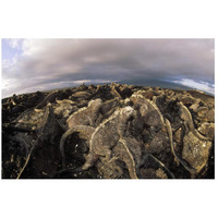 Marine Iguana dense colony basking on lava, Galapagos Islands, Ecuador-Paper Art-26"x18"