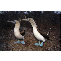 Blue-footed Booby pair courting,  Galapagos Islands, Ecuador-Paper Art-20"x14"