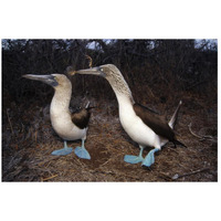 Blue-footed Booby pair courting,  Galapagos Islands, Ecuador-Paper Art-26"x18"