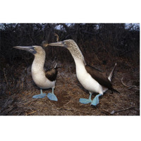 Blue-footed Booby pair courting,  Galapagos Islands, Ecuador-Paper Art-62"x42"