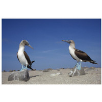 Blue-footed Booby pair, Galapagos Islands, Ecuador-Paper Art-32"x22"