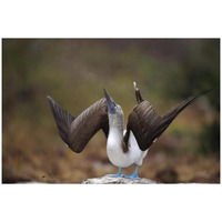 Blue-footed Booby sky pointing in courtship dance, Galapagos Islands-Paper Art-32"x22"