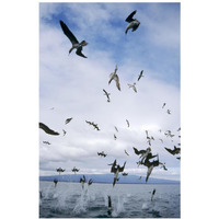 Blue-footed Booby diving for herring, Elizabeth Bay, Galapagos Islands-Paper Art-26"x38"