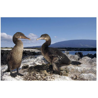 Flightless Cormorants at nest lined with Sea Urchins, Galapagos Island-Paper Art-26"x18"