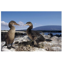 Flightless Cormorants at nest lined with Sea Urchins, Galapagos Island-Paper Art-32"x22"