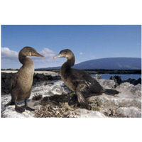 Flightless Cormorants at nest lined with Sea Urchins, Galapagos Island-Paper Art-38"x26"